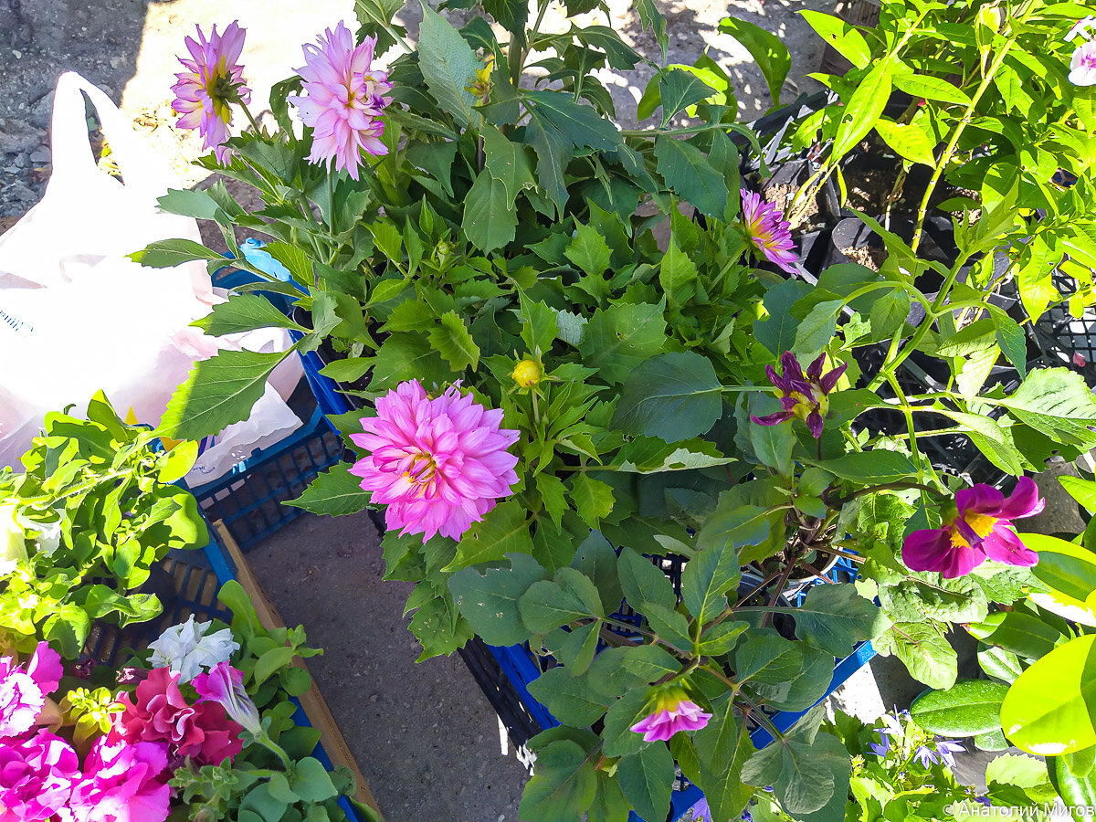 Посадили ещё две лилии | Дневник отчаянных пенсионеров | Дзен