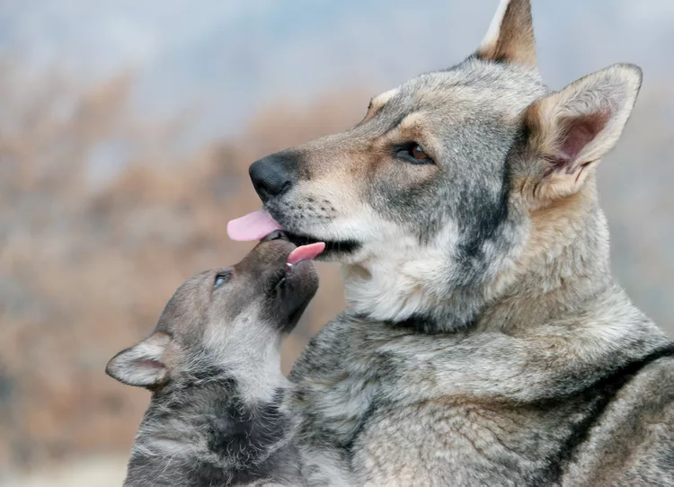 Волк с волчонком. Фото: alexandrumagurean