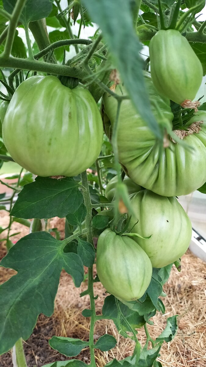 Сто пудов созреет одним из первых.