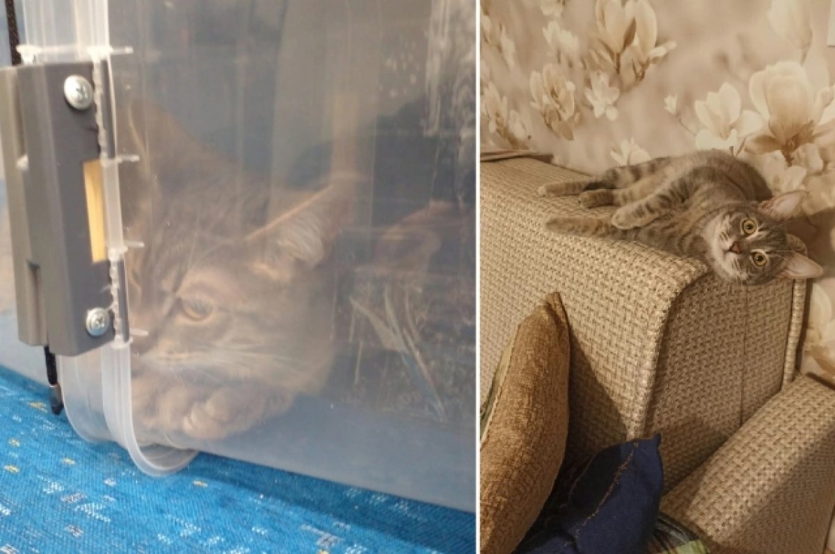    Коту, которого оставили в контейнере в электричке Тверь-Москва, нашли дом