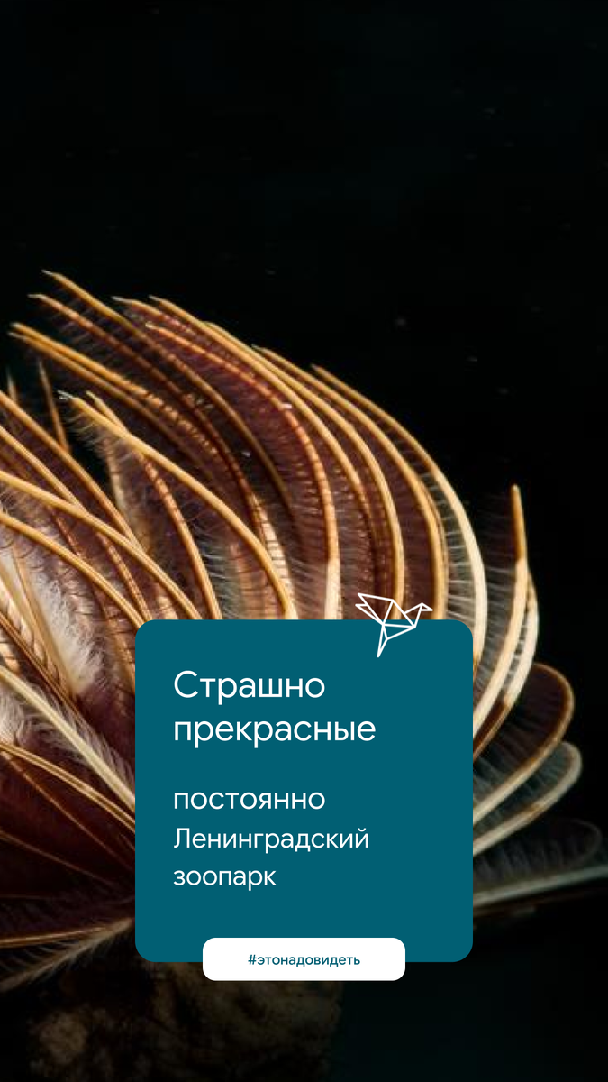Ленинградский зоопарк, https://vk.cc/qstRA