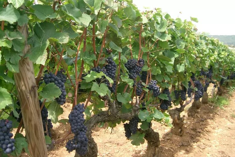 Лучшее время для посадки винограда на участке это спорный вопрос у дачников