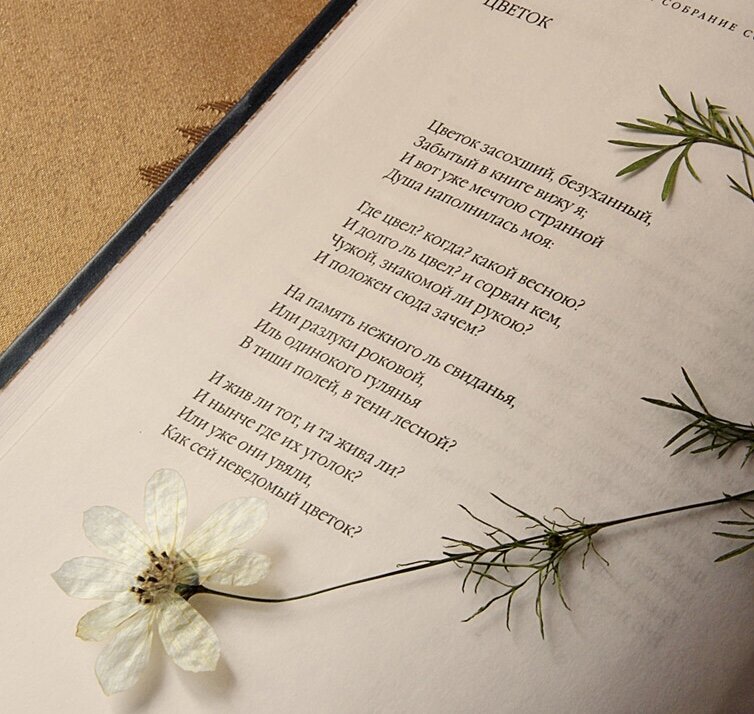 Фото с ресурса: стихи.ru. Засушенный цветок  в книге - воспоминания о жарком лете. 