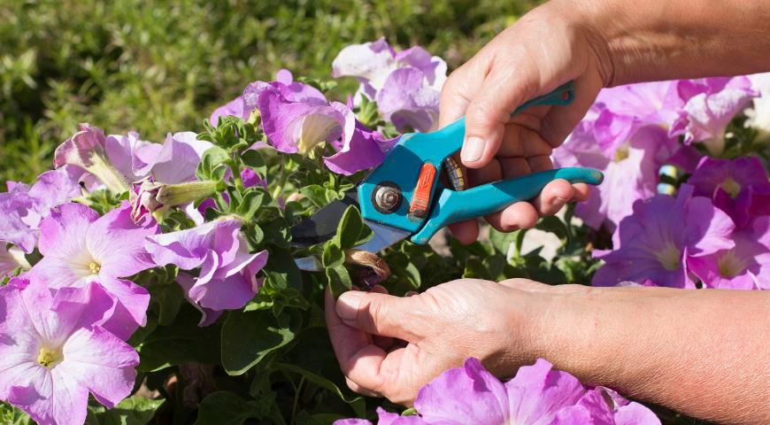 Прищипывание петунии для обильного цветения поэтапно