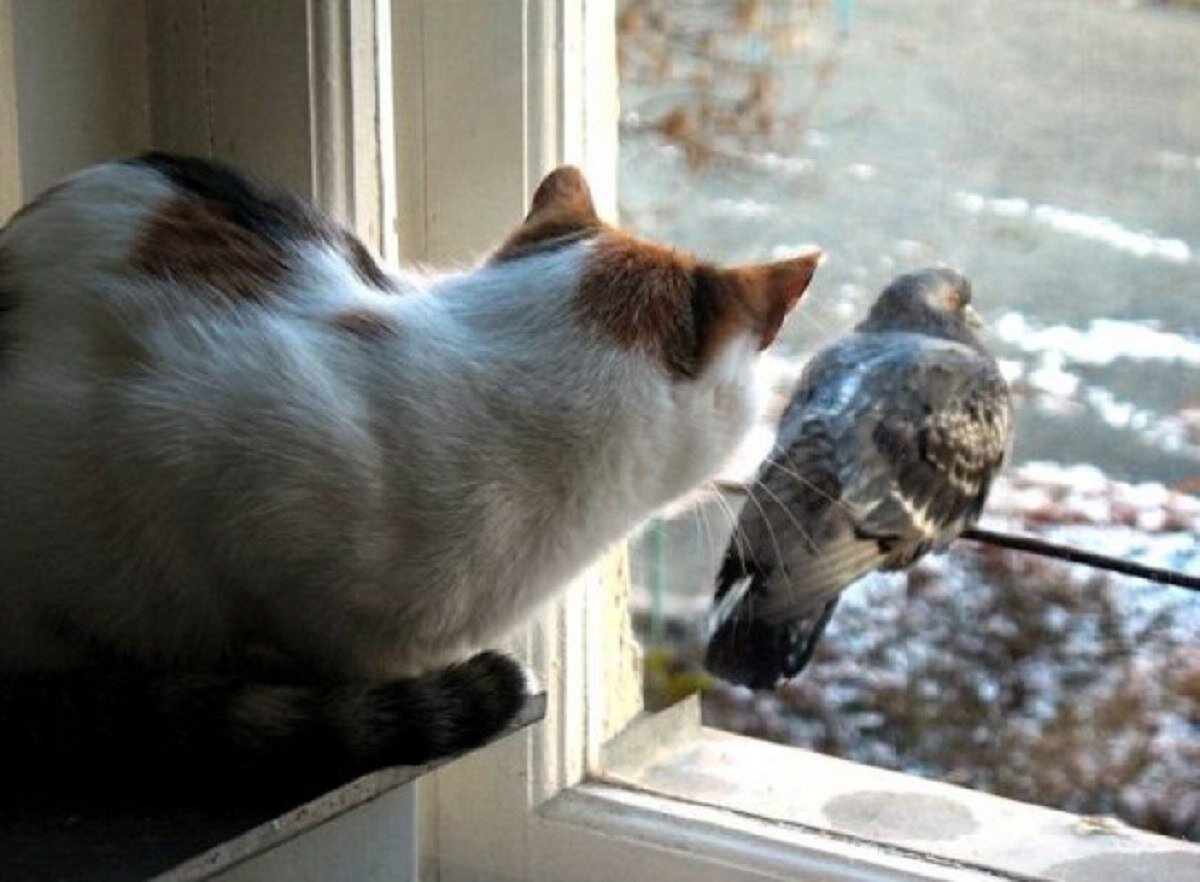 Птички для котика видео. Кот и птицы за окном. Кошка и птица. Птицы за окном. Кот и голубь.