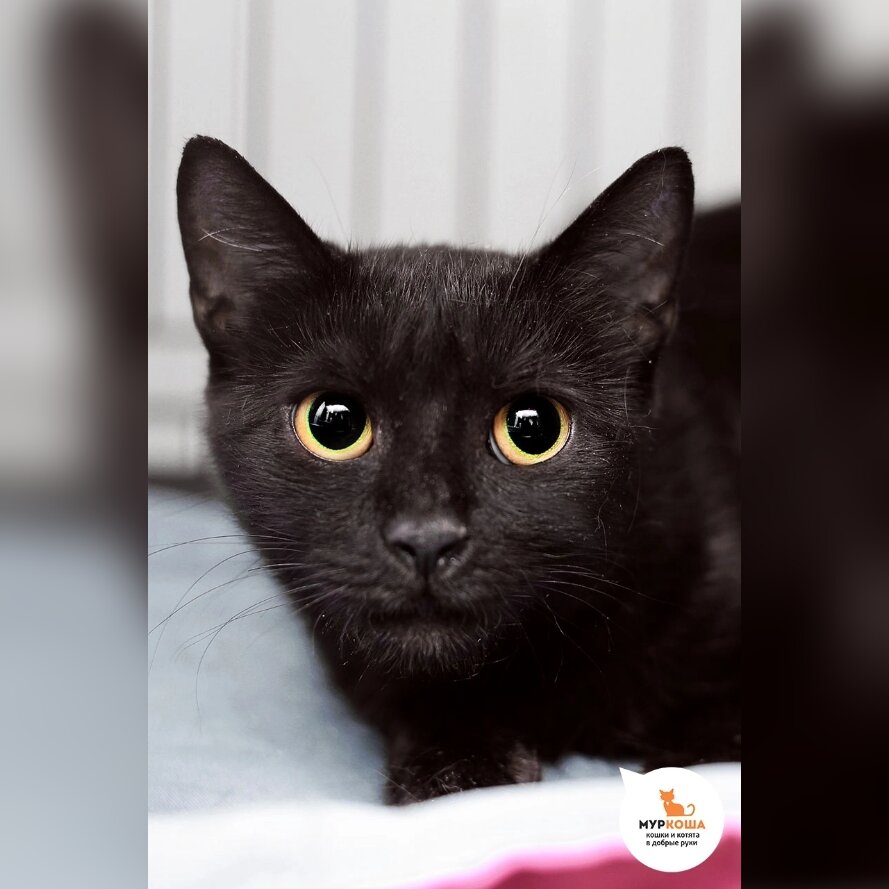 Черную красавицу Иргу нашли во дворе.