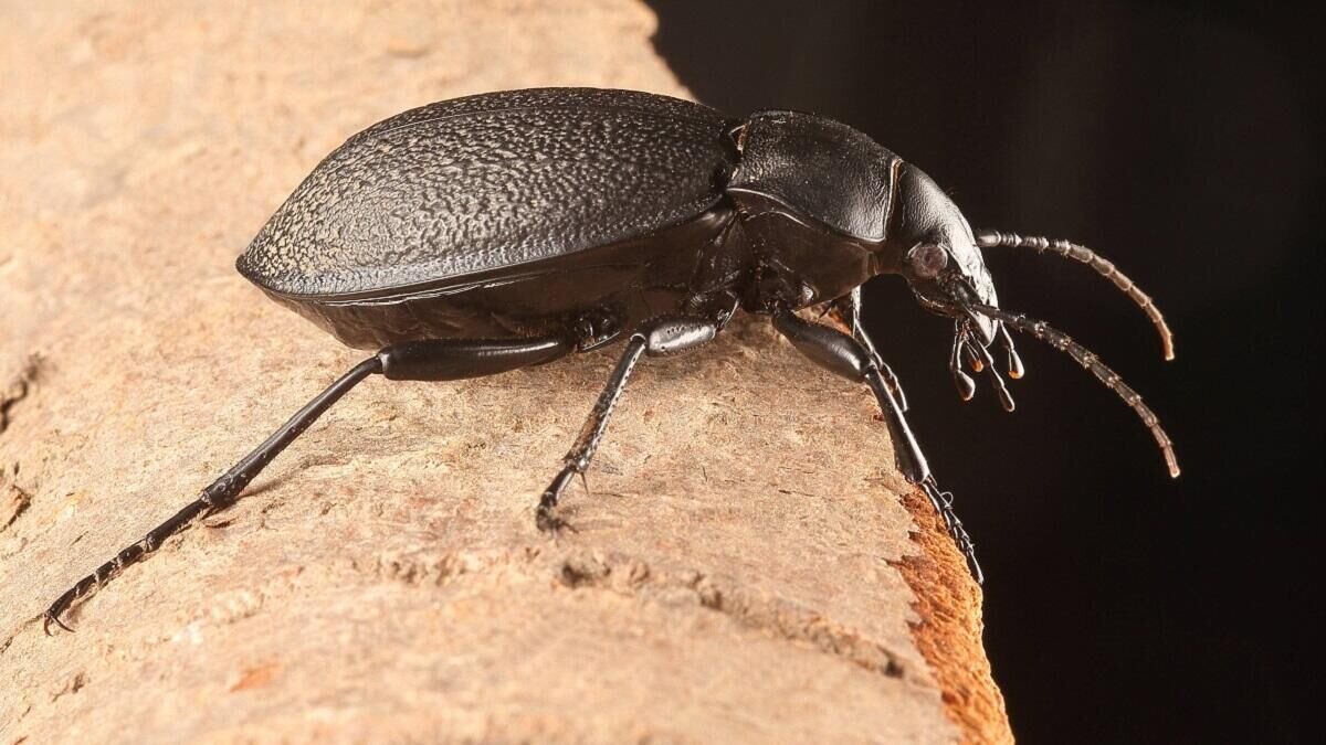    Жук-кожеед© Globallookpress