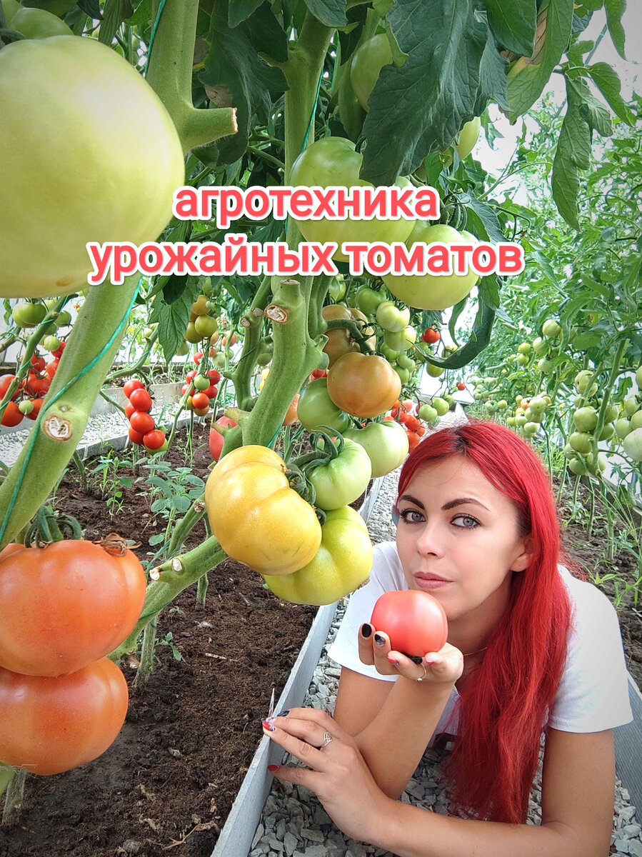 Это Мажор. Яркий конкурент Пинк Парадайз 
