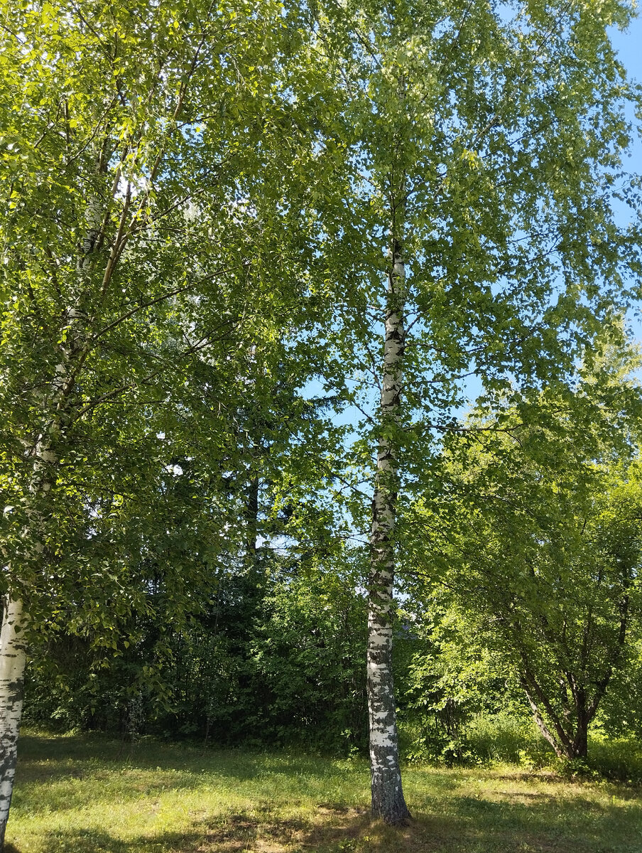 Любимые берёзки 