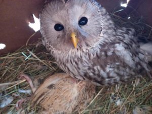    Фото: Росприроднадзор РФ