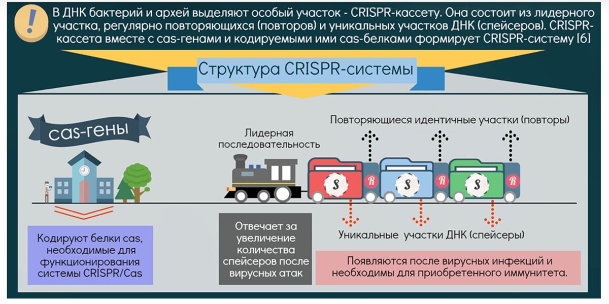 Иллюстрация с сайта Биомолекула