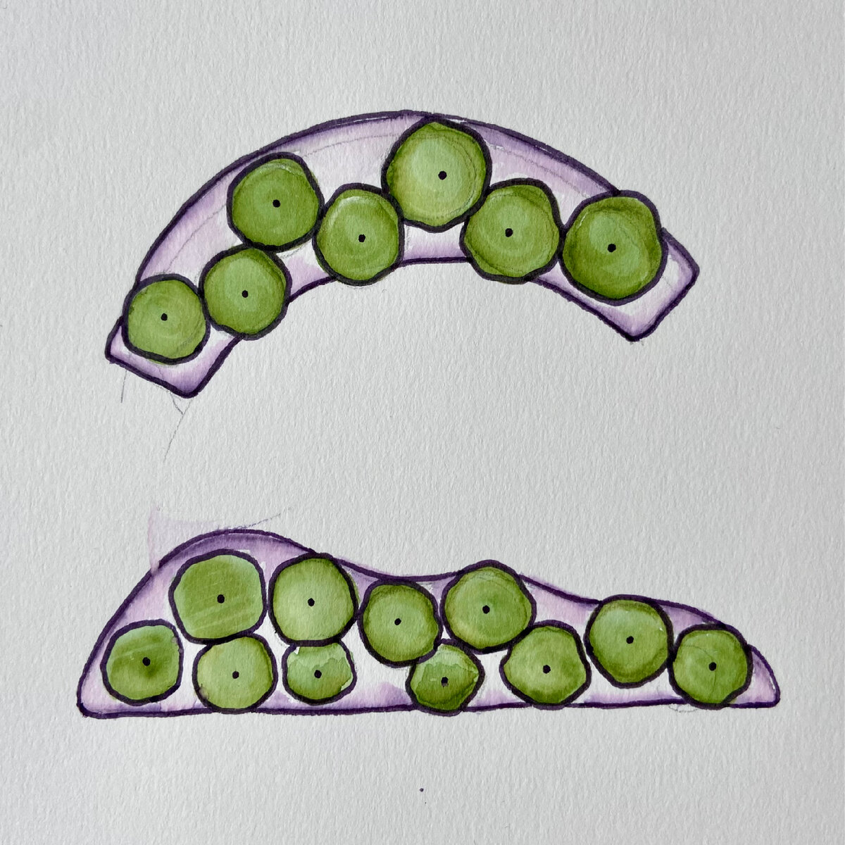 Полукруглый и волнообразный розарии