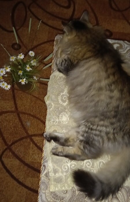 а кот - это кот!