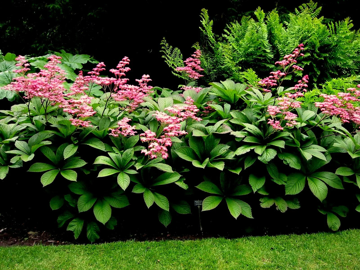 Цветы растущие в полутени. Цветник в полутени. Цветы растущие в полутени. Гортензия астильба хоста. Гейхера (heuchera).