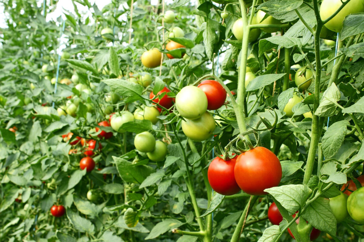Как правильно поливать помидоры в период плодоношения - это отразится наурожае