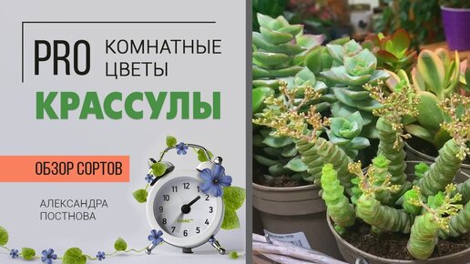 Крассулы - ОБЗОР СОРТОВ | Денежное дерево - оно такое разное