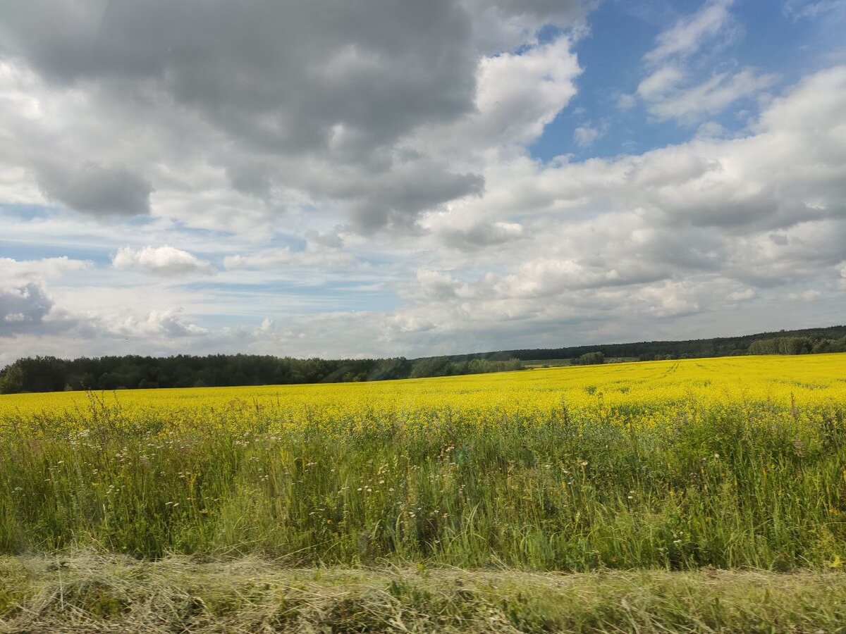 Вот такими стали сейчас поля. Фото автора