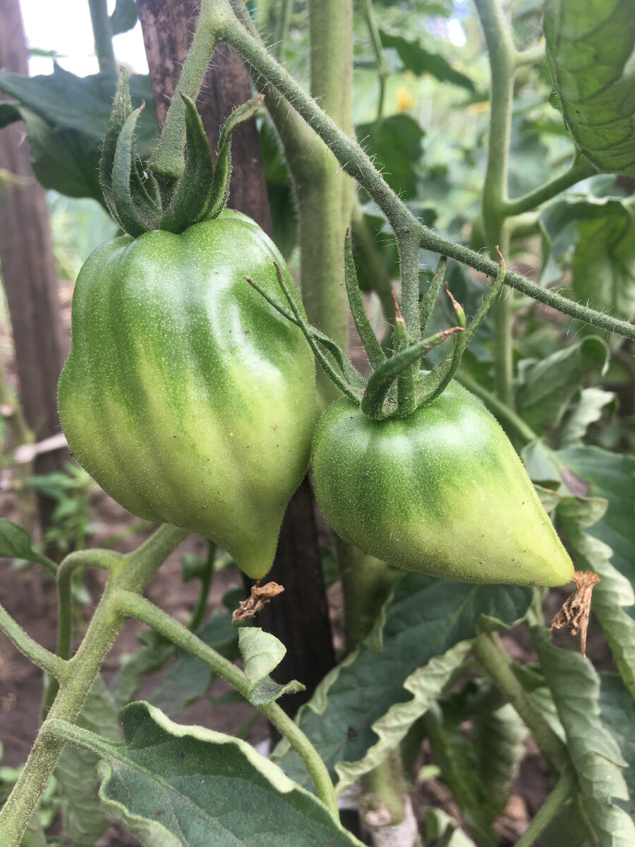 Очень классный томатик, форма интересная. Достаточно крупный плод .