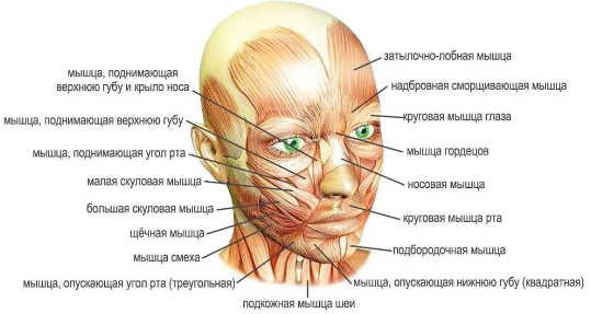 Комплимент улыбке девушки