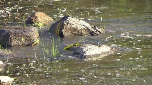 Хлорелла в пруду через 3 года. Вода чистая, а на дне водоросли