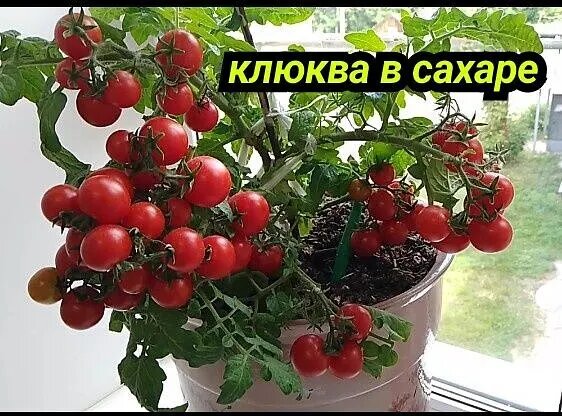 Перец балконное чудо