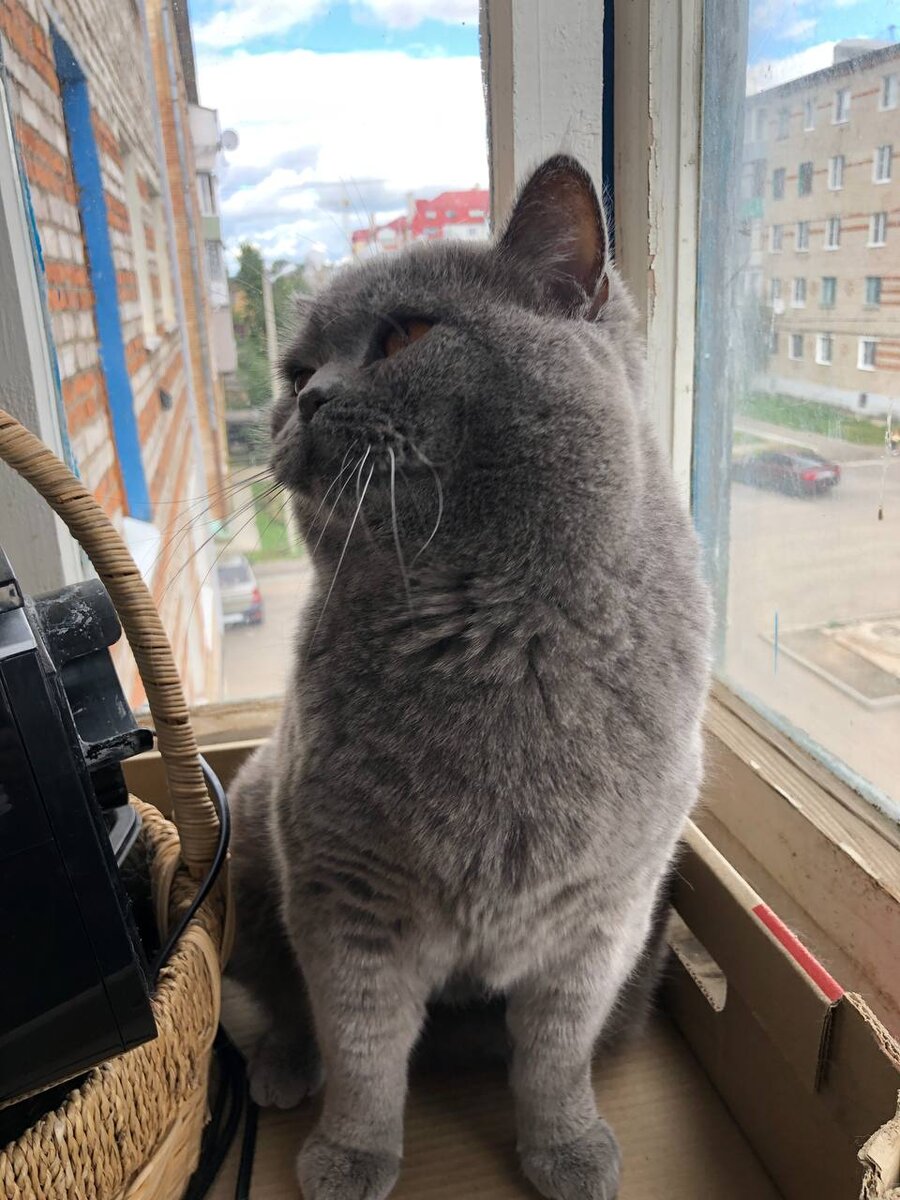 Леон 