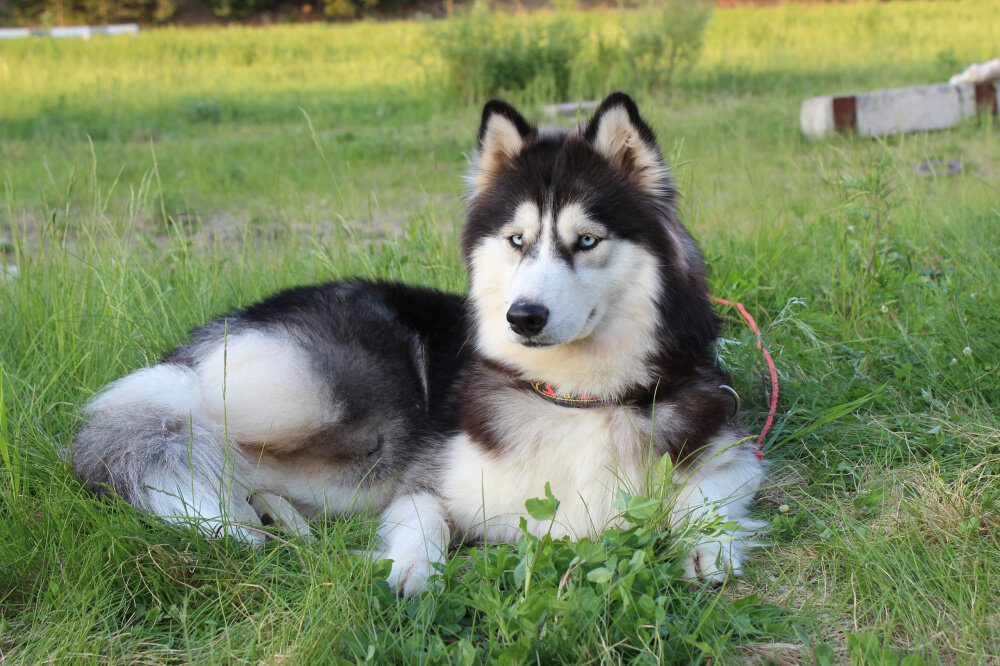    В Сургутском районе пройдет экстремальная гонка собак