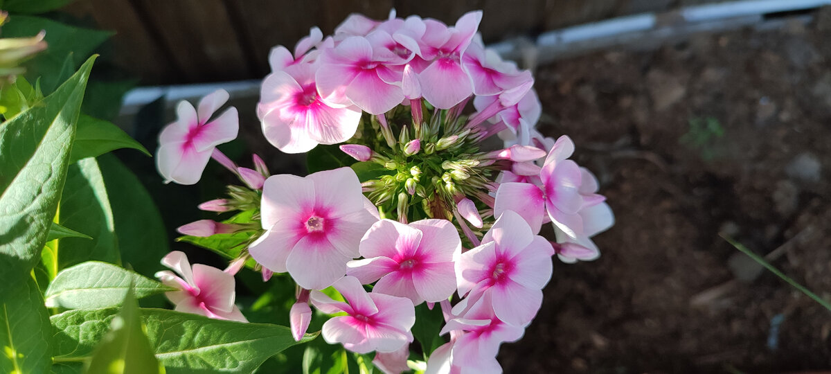 Одна из расцветок моих флоксов