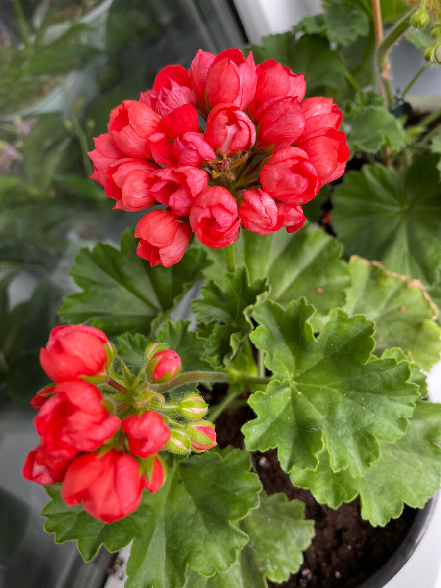  Red Pandora. фото автора