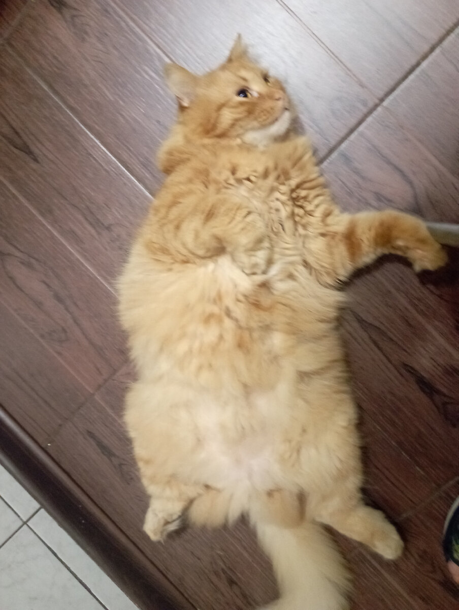 Бакс-опекун малышки🤣