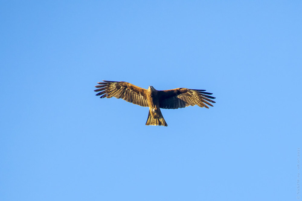 1. Чёрный коршун © NickFW.ru — 08.07.2021г.