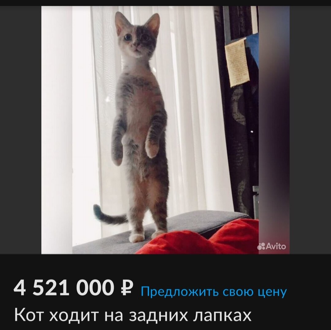 Скриншот с Авито 