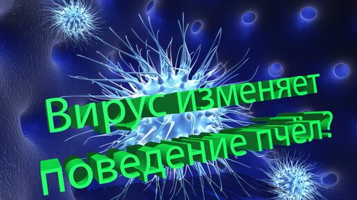 Профессор Кашковский: Правильно ли, что под действием вируса изменяется поведение пчёл?