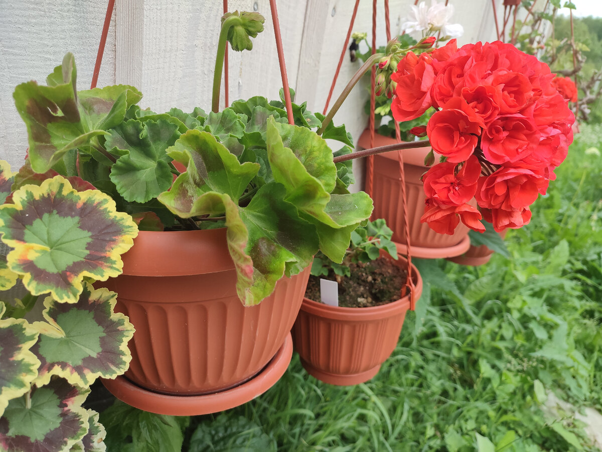 На этом фото видна длина цветоноса. 