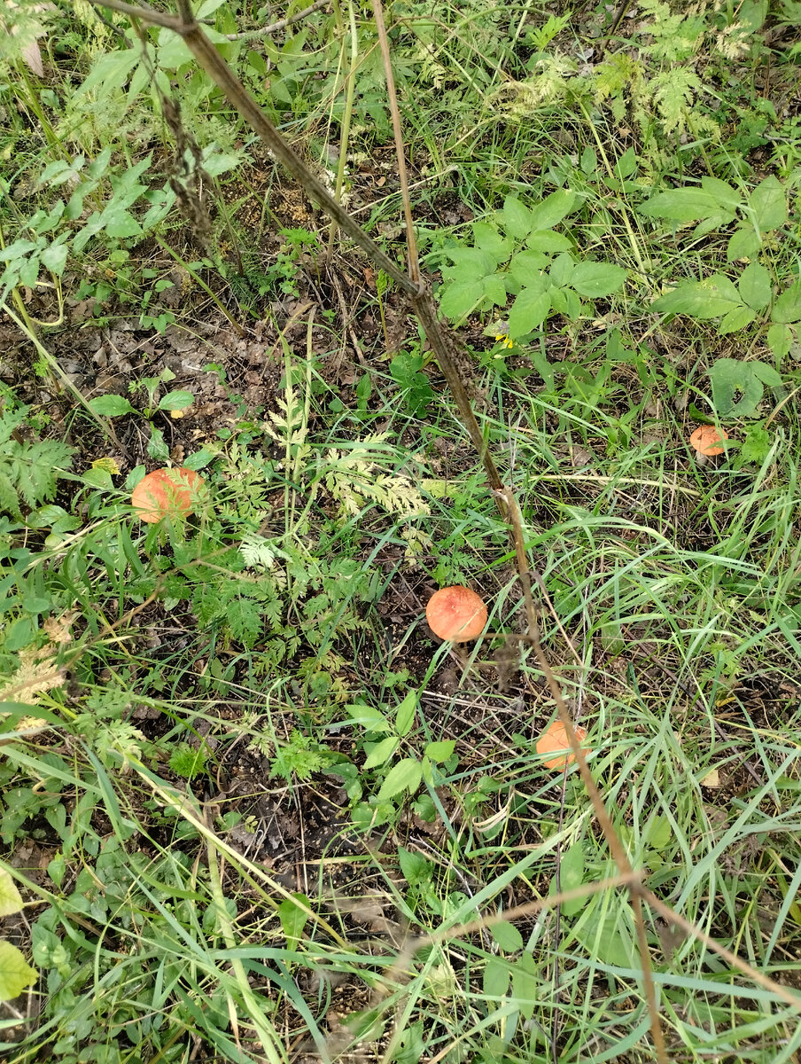 Их на самом деле пять: пятый притаился под большим))