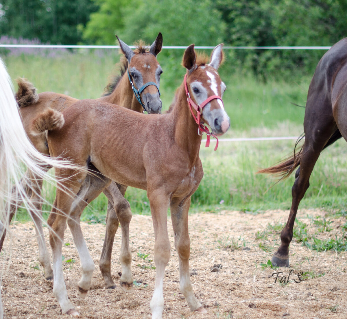 На переднем плане Озорница, примерно 2х месяцев отроду.