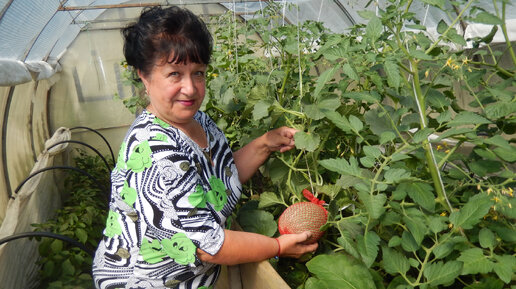 ЭТО ПРОСТО РАДОСТЬ.... У НАС НА СЕВЕРЕ ВЫРОСЛИ ОГРОМНЫЕ ДЫНИ..