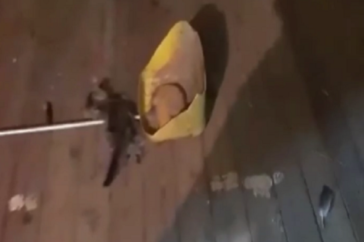    Шокирующее видео с убитым совком котенком прислали жители Камчатки