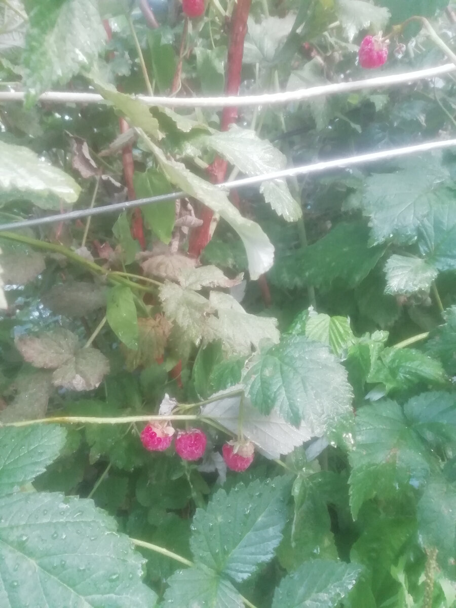 Пошла малинка