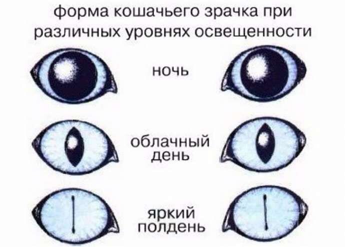 Фото с просторов интернета 