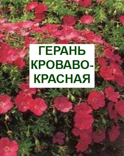 кроваво-красная герань