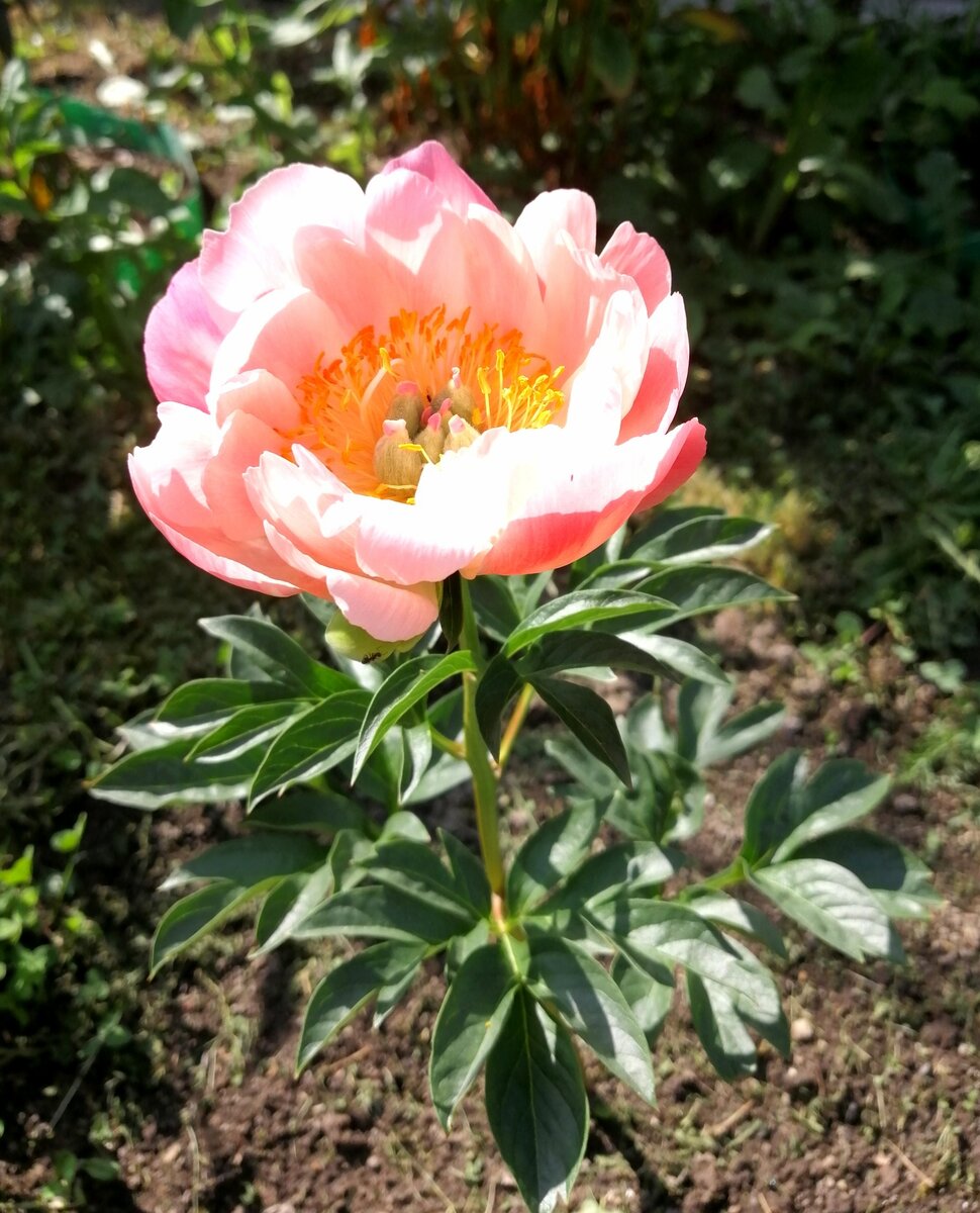 Всё тот же Корал Шарм - второй кустик. 