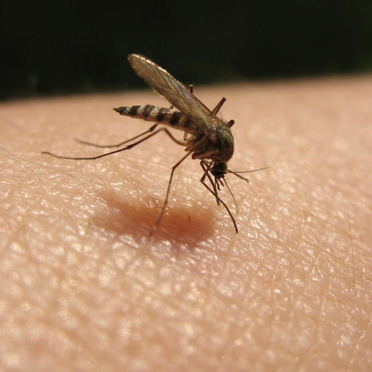 Яндекс картинки. Вот эта сволочь во всей красе!