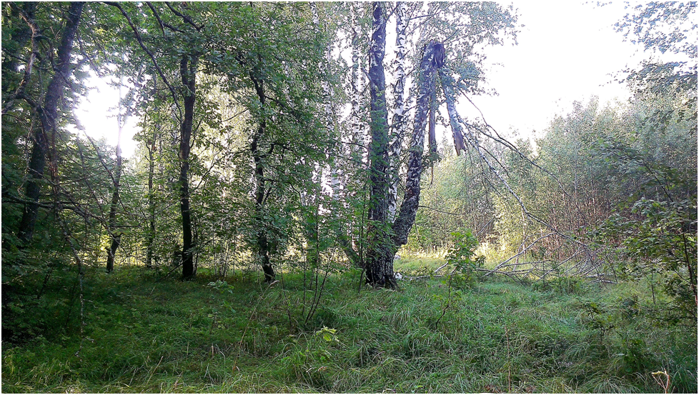 Погода в петровске саратовской на месяц