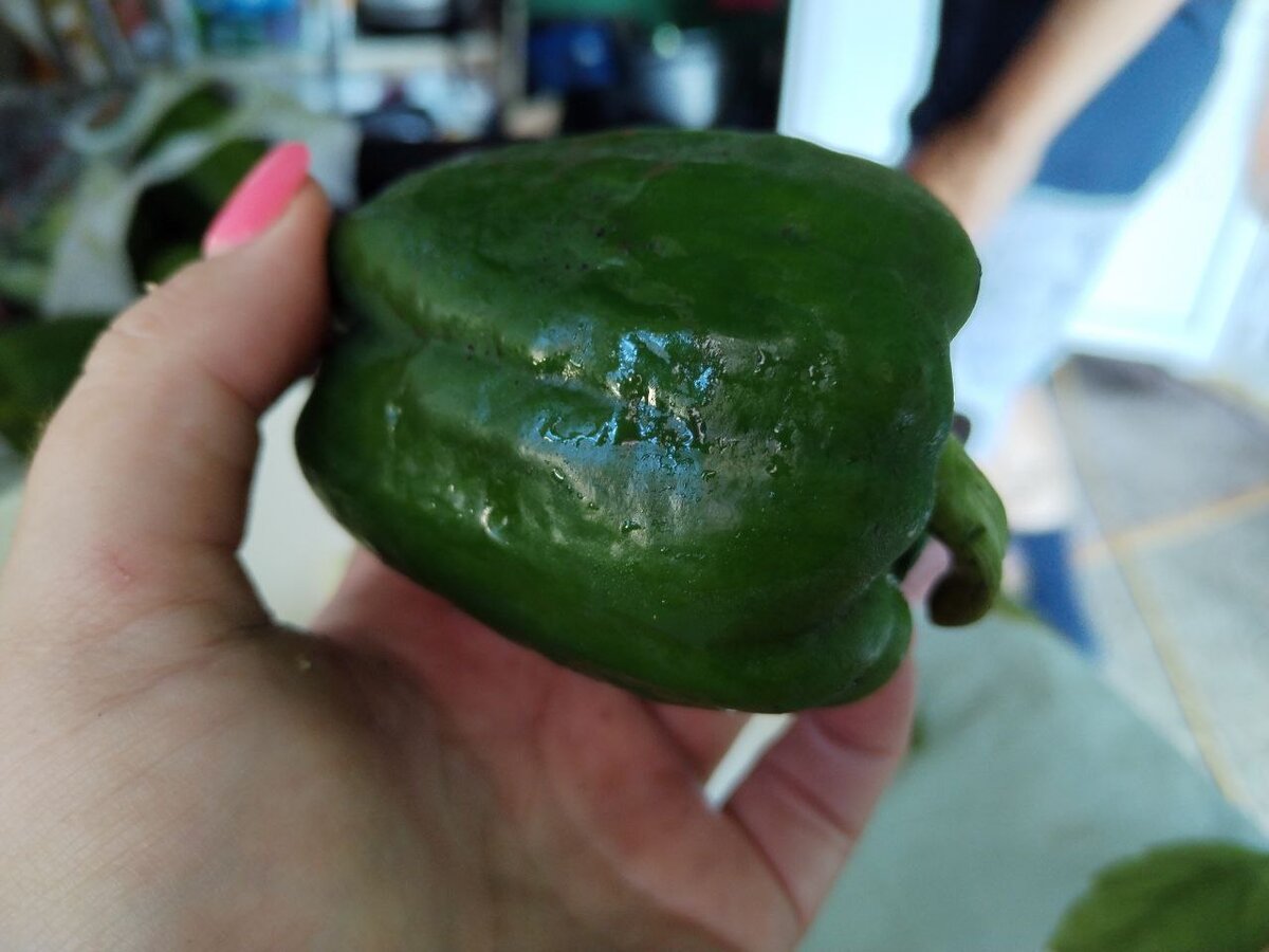 Перцы у нас роскошные в этом году! 