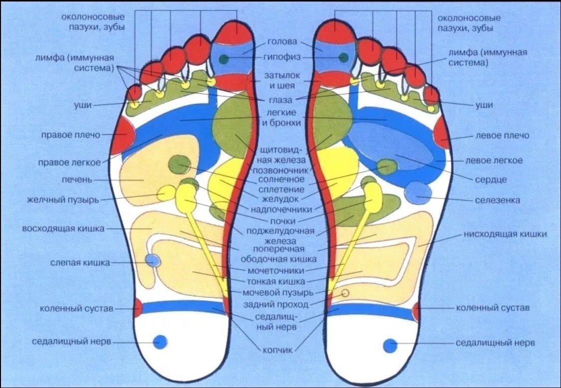 Рефлекторная карта стопы