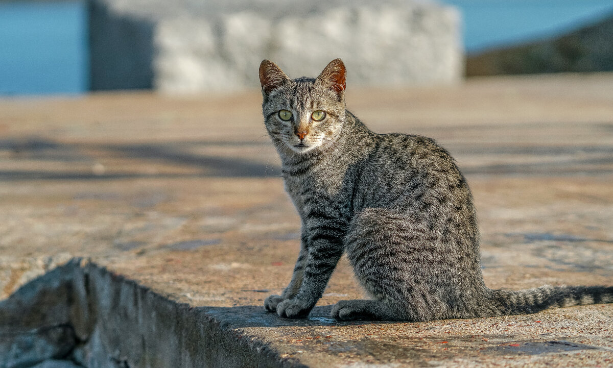 Картинка с бесплатного фотостока https://unsplash.com, автор Sergio Arteaga