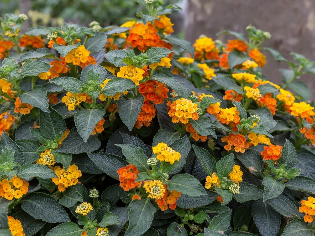 Lantana trifolia