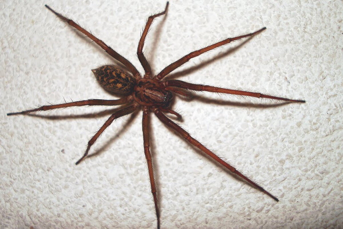 Можно ли убивать пауков в доме? Способы избавиться от проблемы