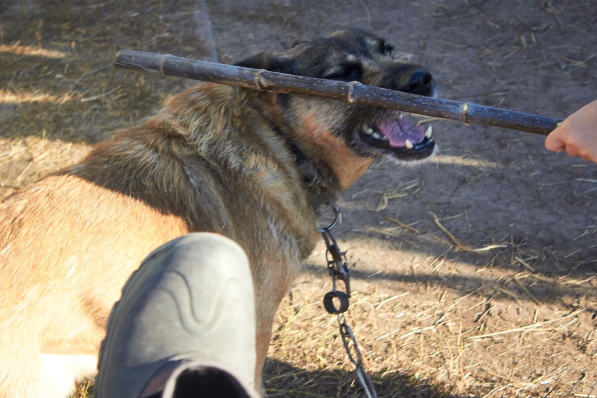 Забывает ли собака когда её бьёт хозяин?